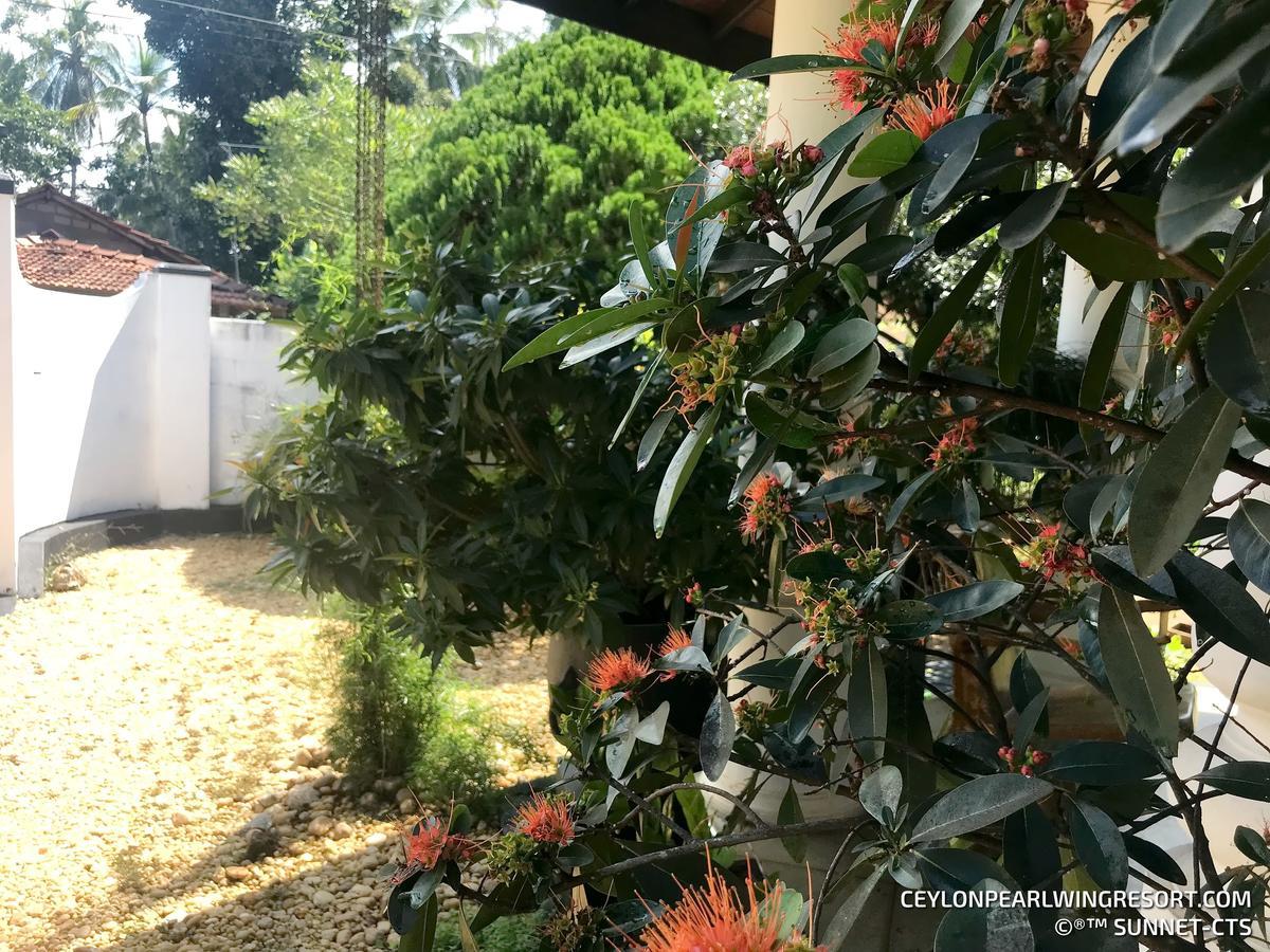 Ceylon Pearlwing Resort Negombo Ngoại thất bức ảnh